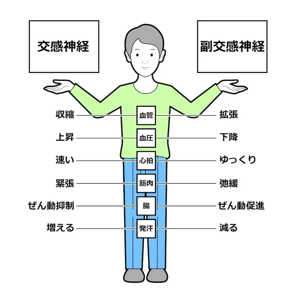 自律神経失調症を整える方法|伊東整骨院が教える原因と改善