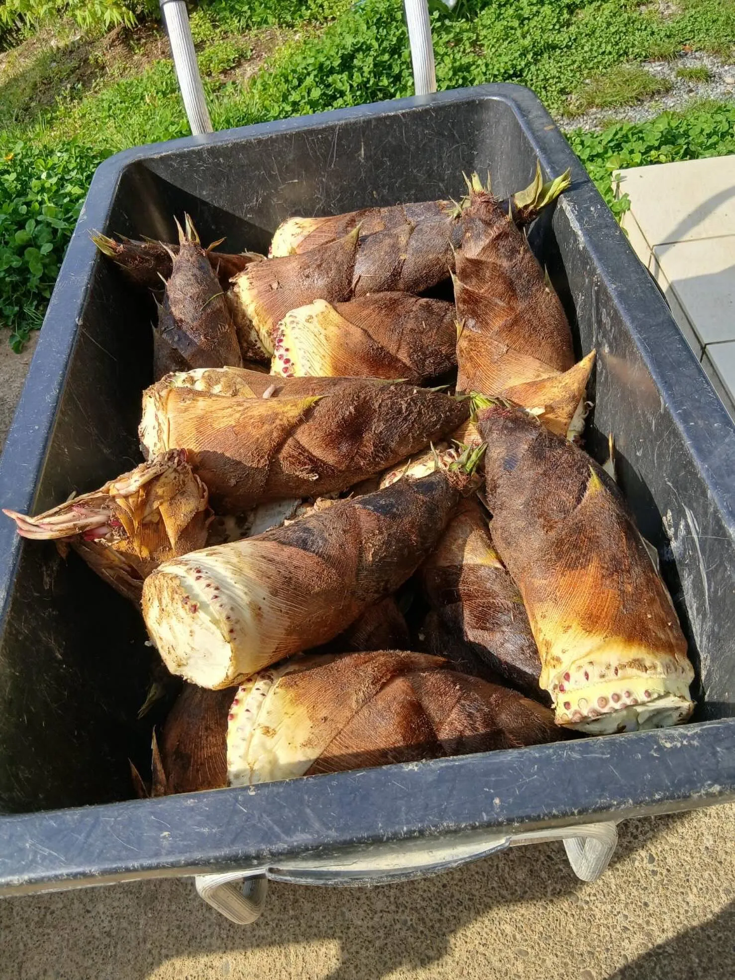 【思わぬ大好評企画🌿】